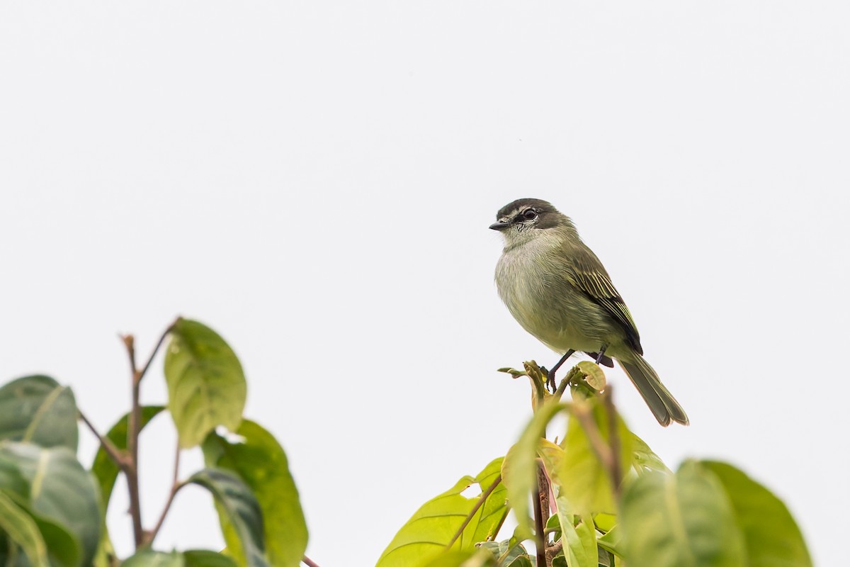 Spectacled Tyrannulet - ML635005451