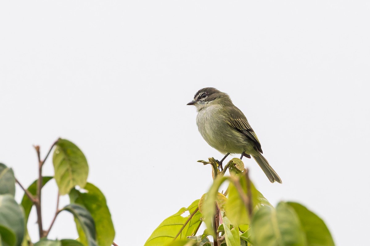 Spectacled Tyrannulet - ML635005452