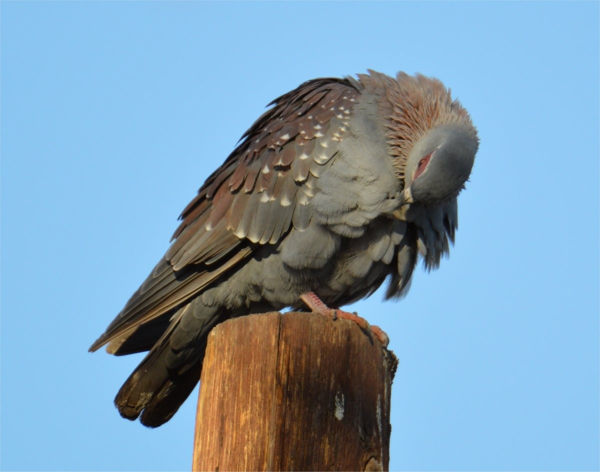 Speckled Pigeon - ML635005455