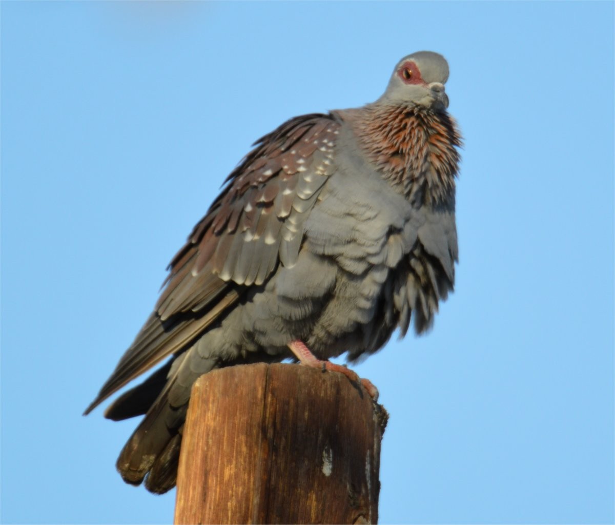 Speckled Pigeon - ML635005463