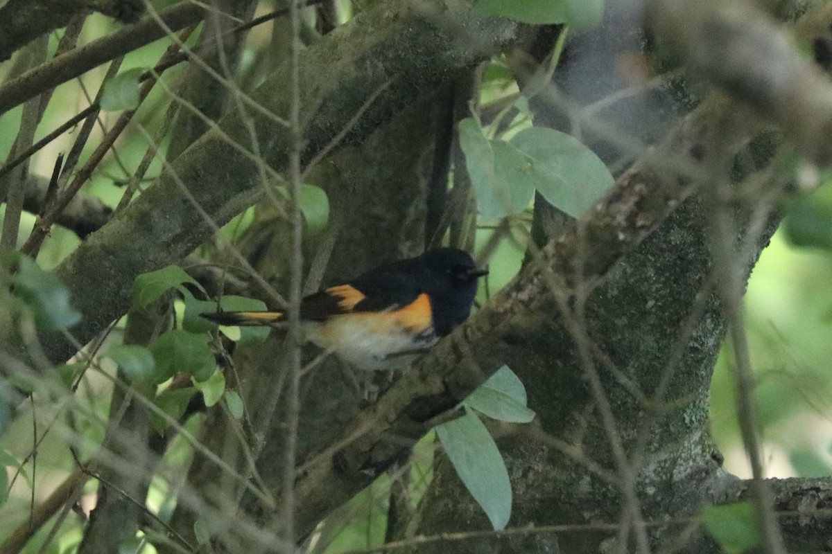 American Redstart - ML635005505