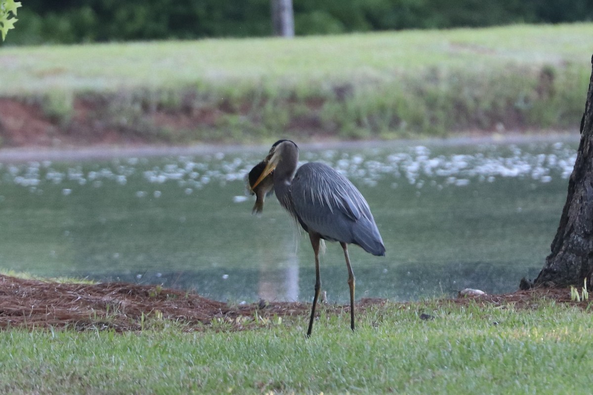 Great Blue Heron - ML635005541