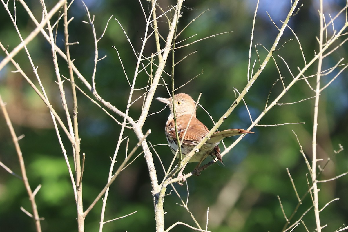 Brown Thrasher - ML635005600