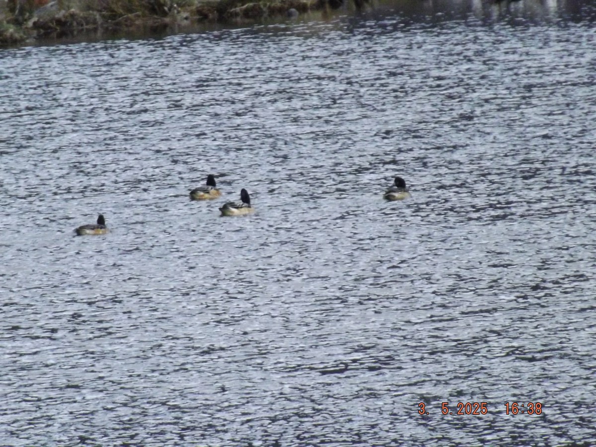 Chiloe Wigeon - ML635005732