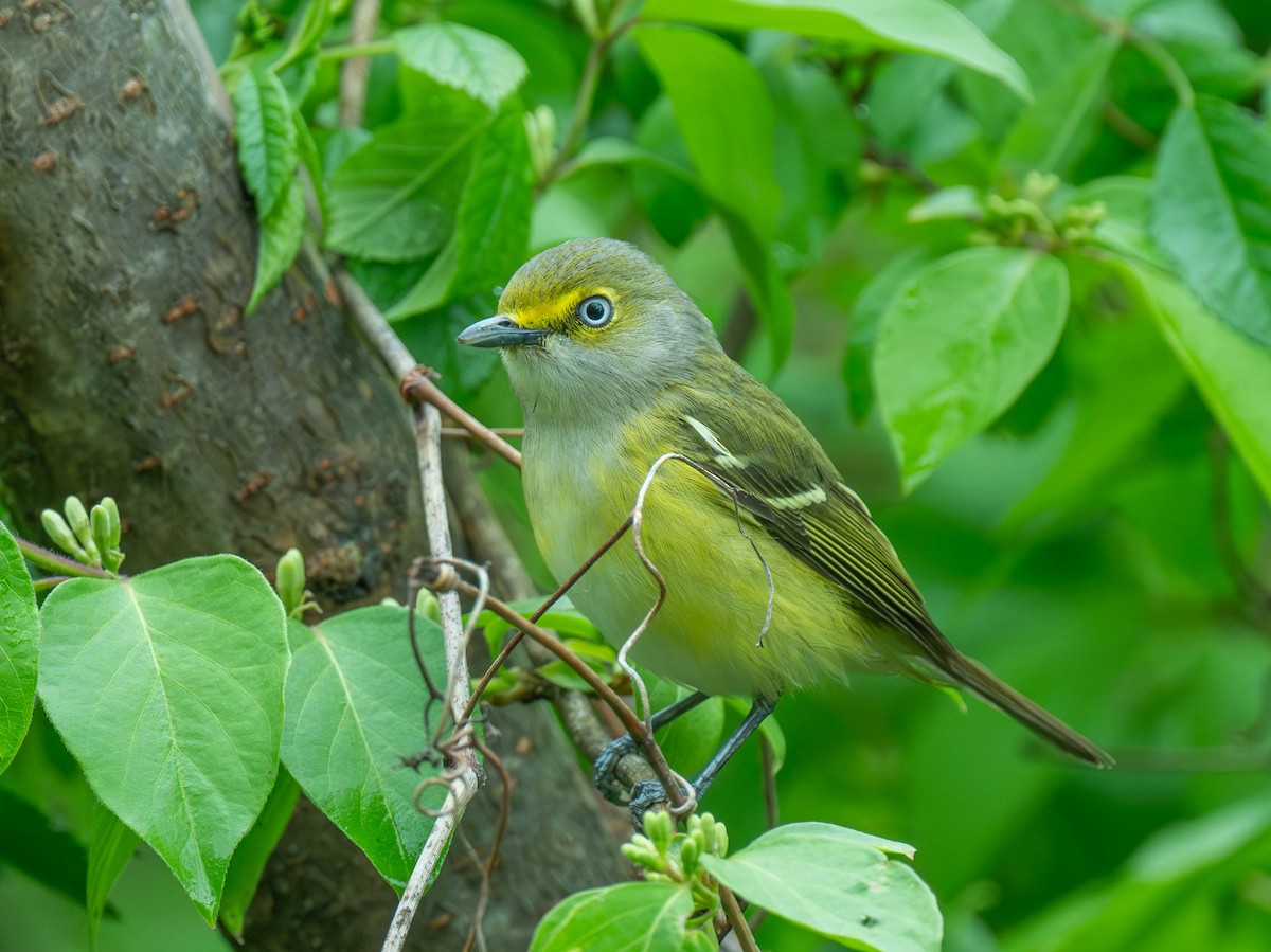 zelenáček bělooký - ML635005824