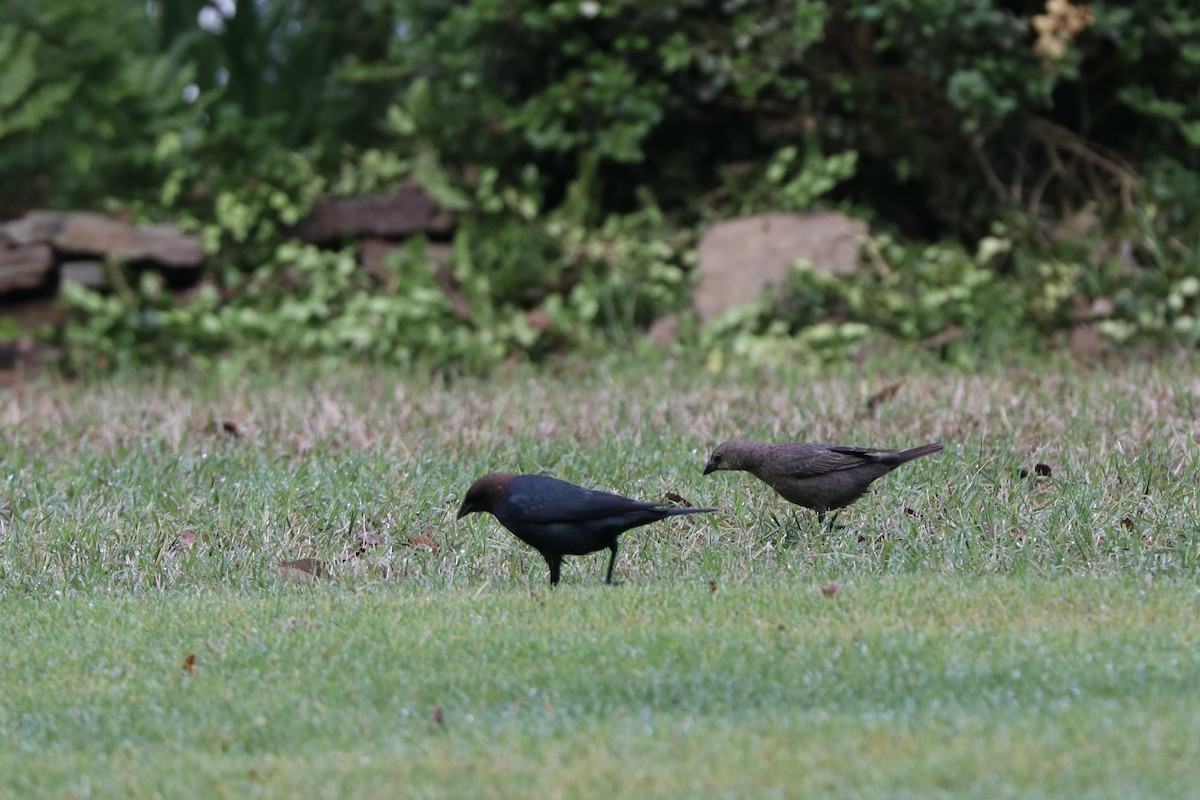 Brown-headed Cowbird - ML635005924