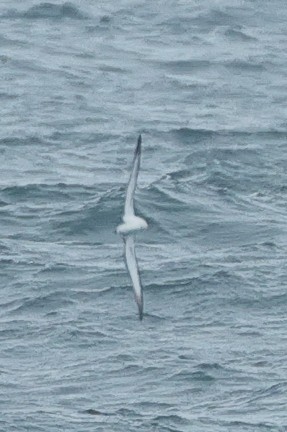 Scopoli's Shearwater - ML635005953