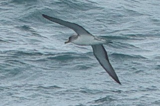 Scopoli's Shearwater - ML635005954