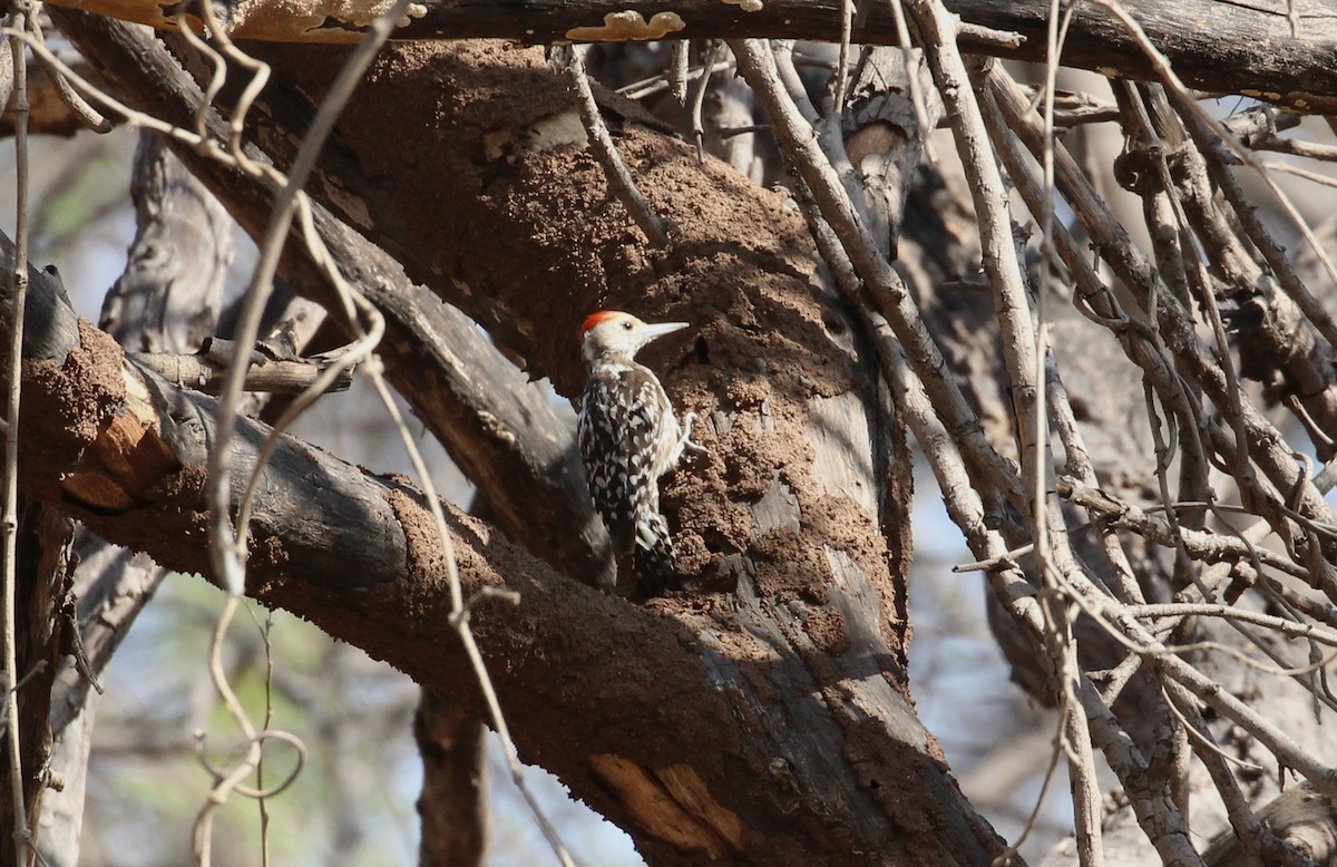 Yellow-crowned Woodpecker - ML635005962