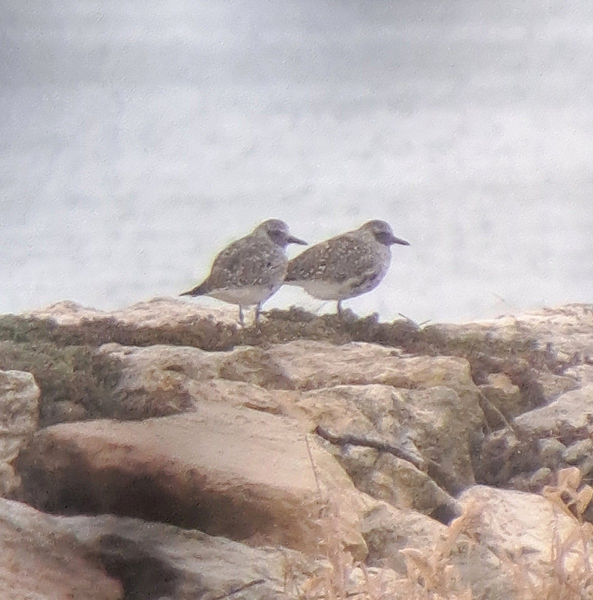 Black-bellied Plover - ML635006015
