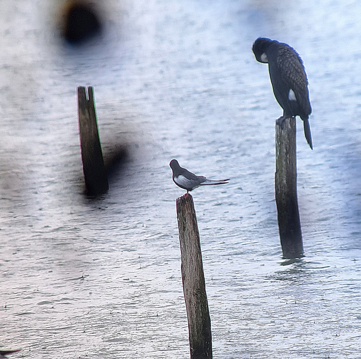White-winged Tern - ML635006046