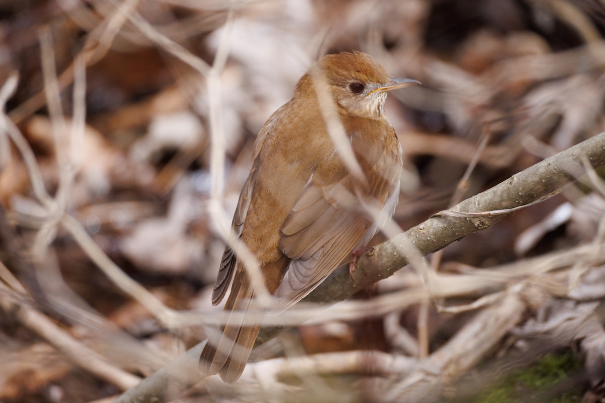 Veery - ML635006047