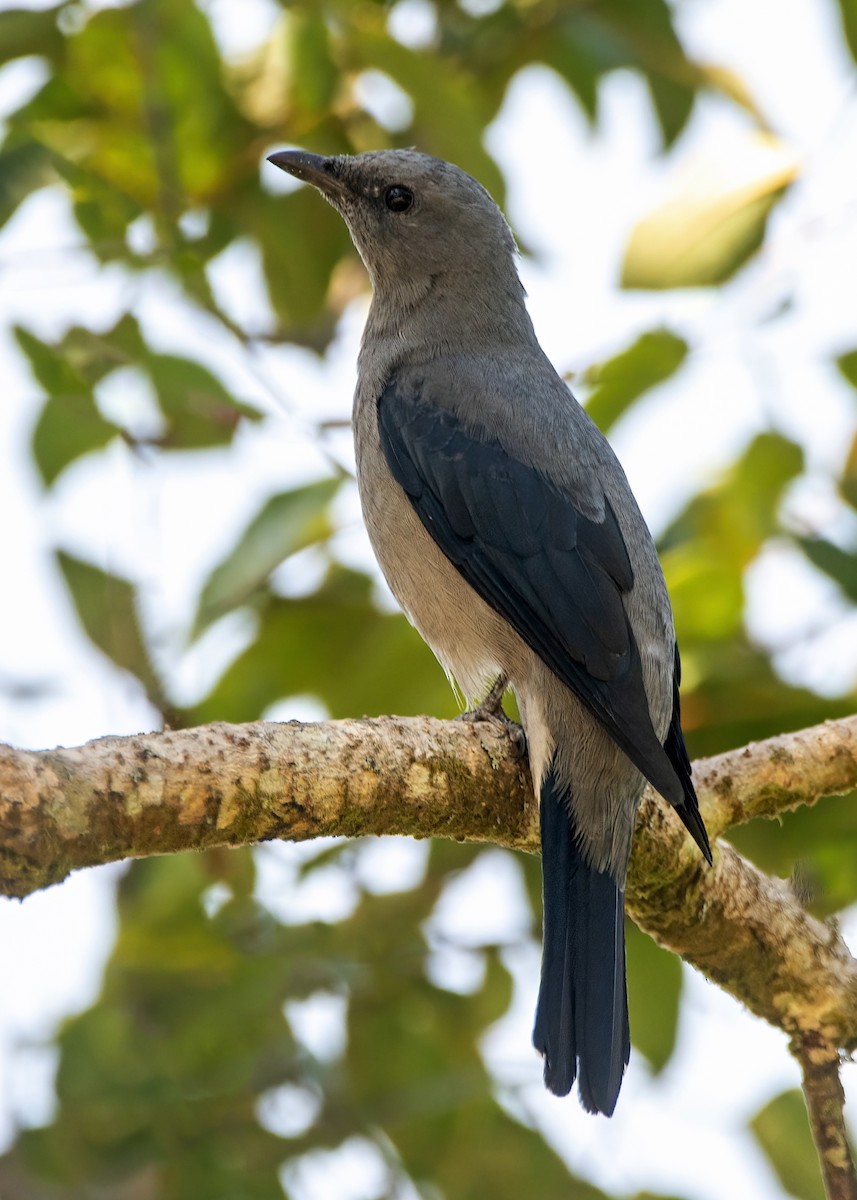 Black-winged Cuckooshrike - ML635006092