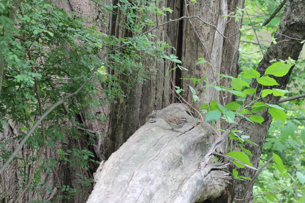 White-throated Sparrow - ML635006167