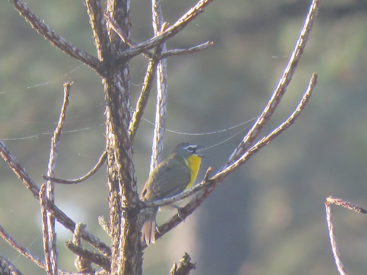 Yellow-breasted Chat - ML635006193