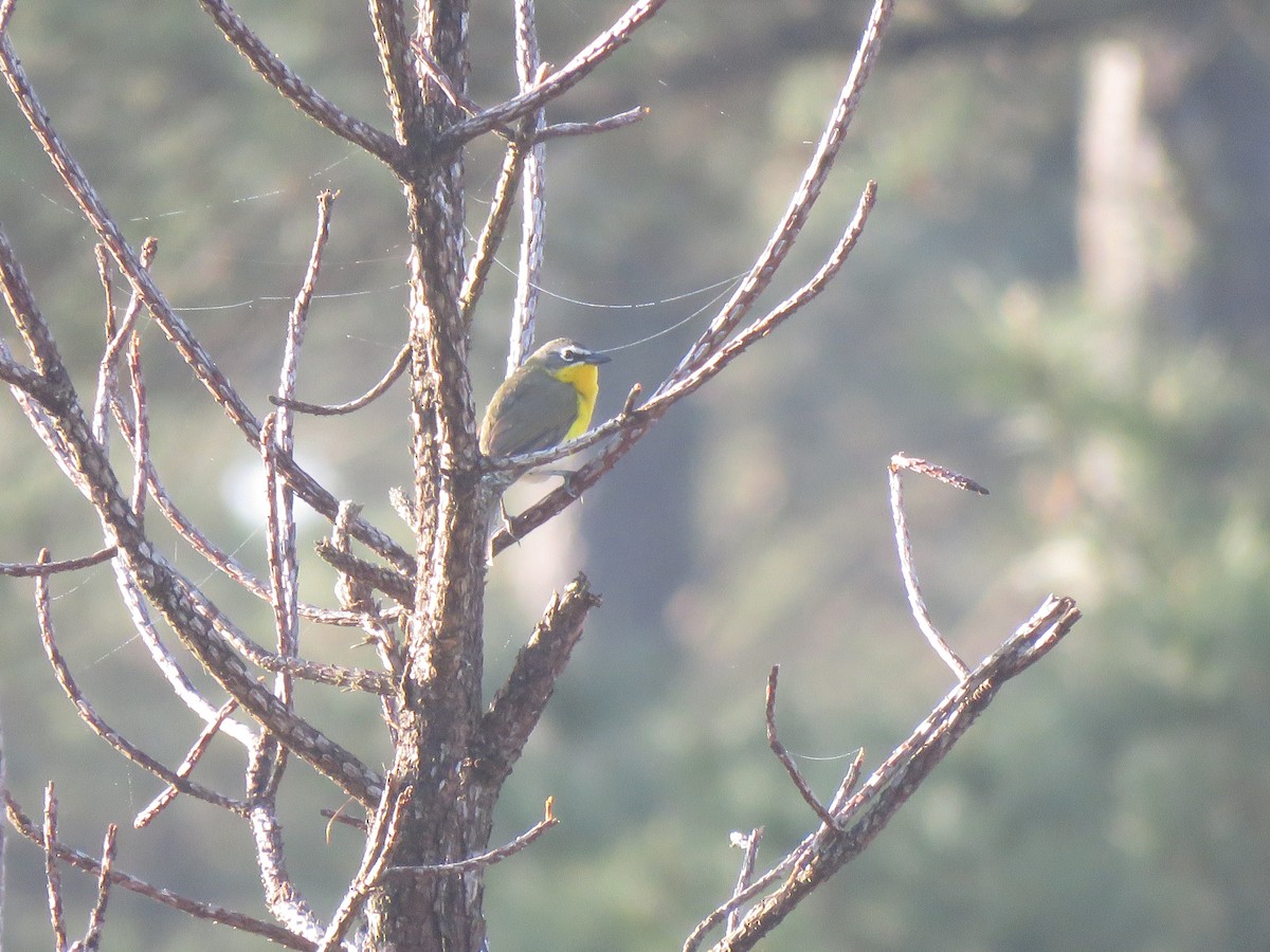 Yellow-breasted Chat - ML635006200