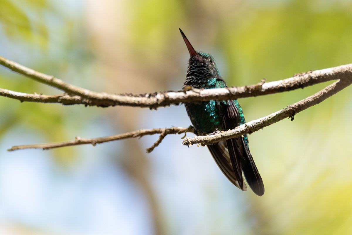 Blue-chinned Sapphire - ML635006206