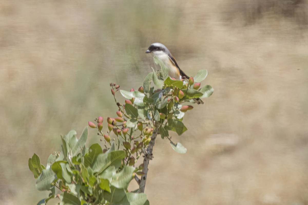 Bay-backed Shrike - ML635006336