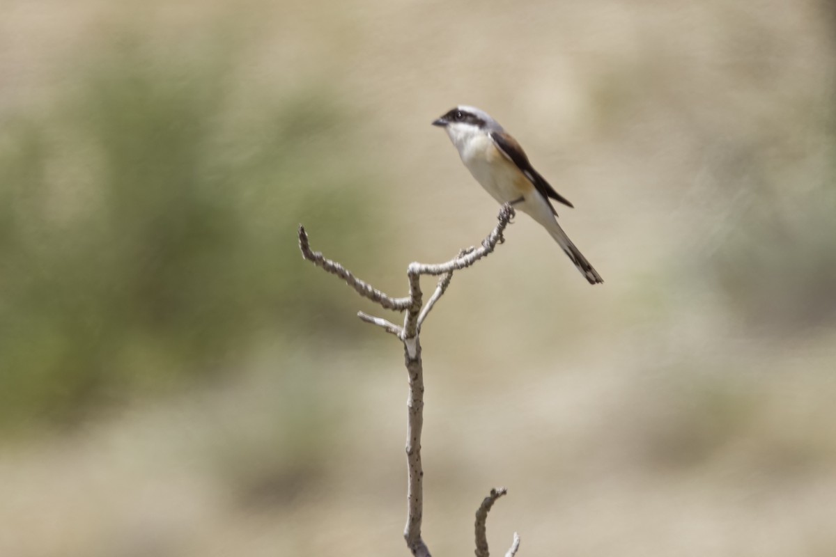 Bay-backed Shrike - ML635006509