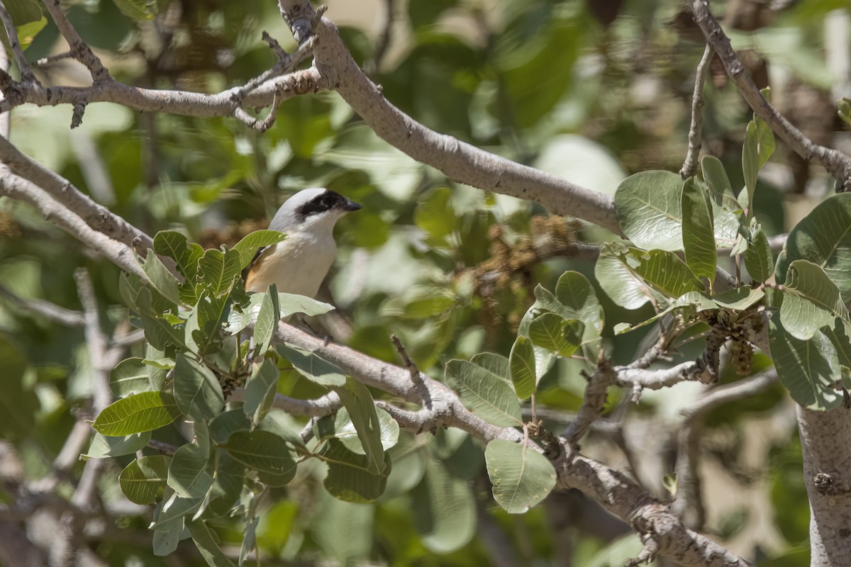 Bay-backed Shrike - ML635006569