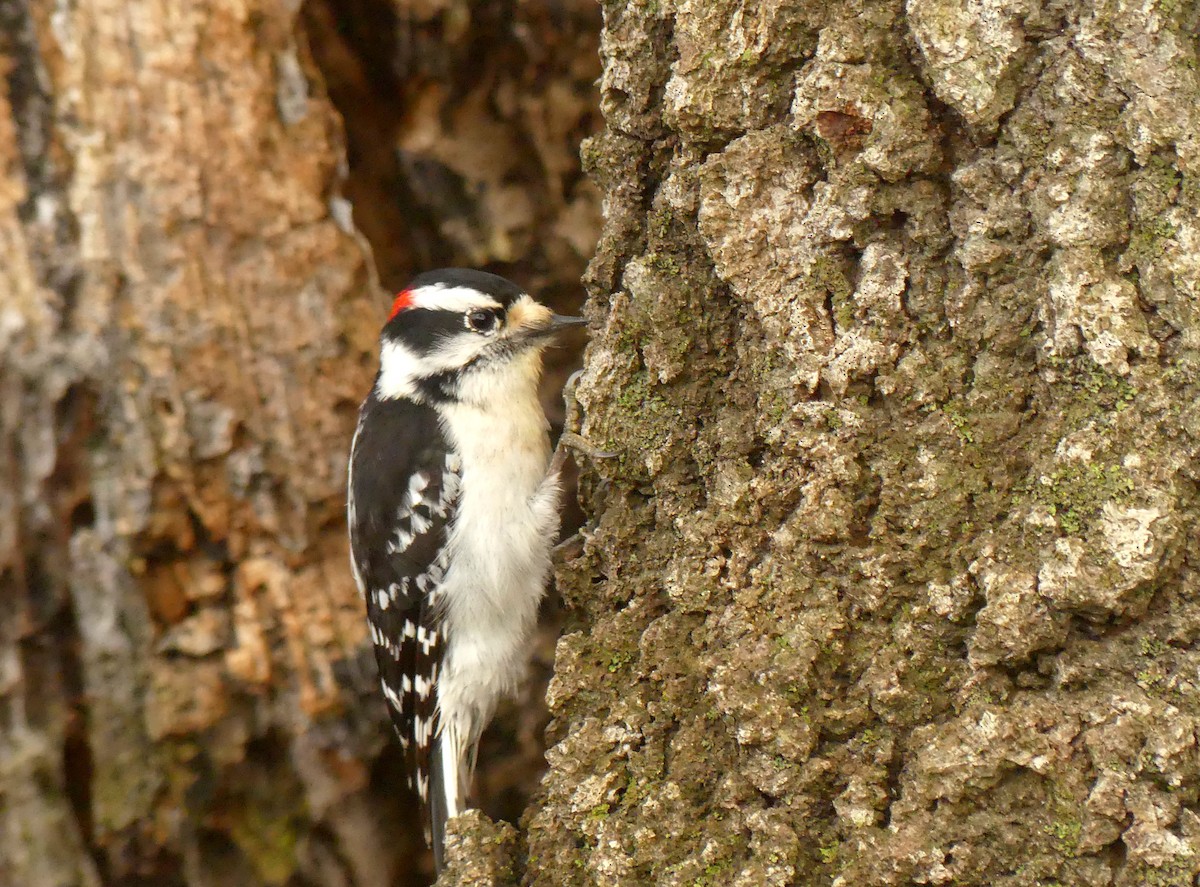 セジロコゲラ - ML635006640