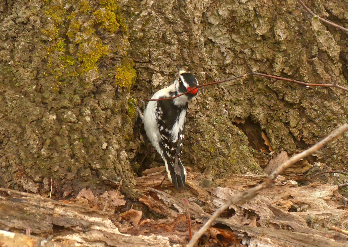 セジロコゲラ - ML635006641