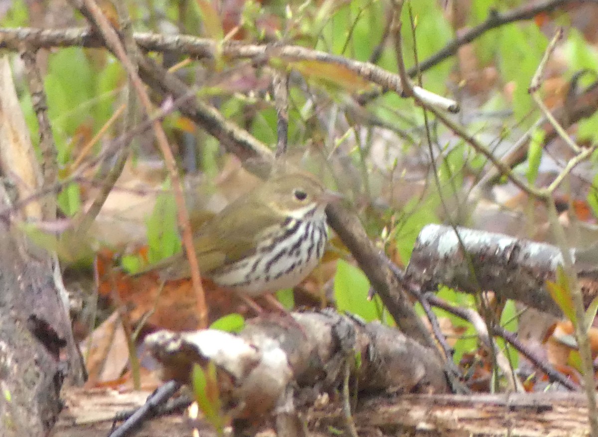 カマドムシクイ - ML635006648