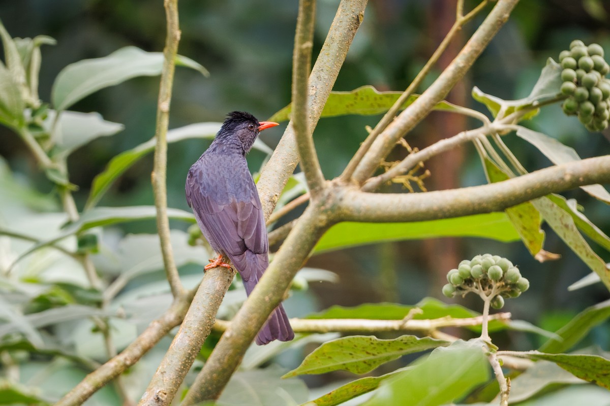 Square-tailed Bulbul - ML635006650