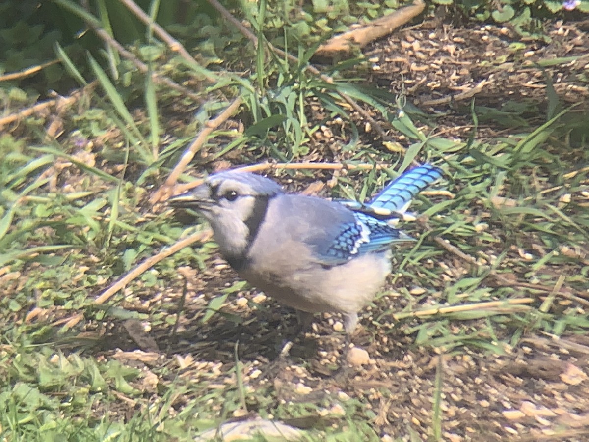 Blue Jay - ML635006690