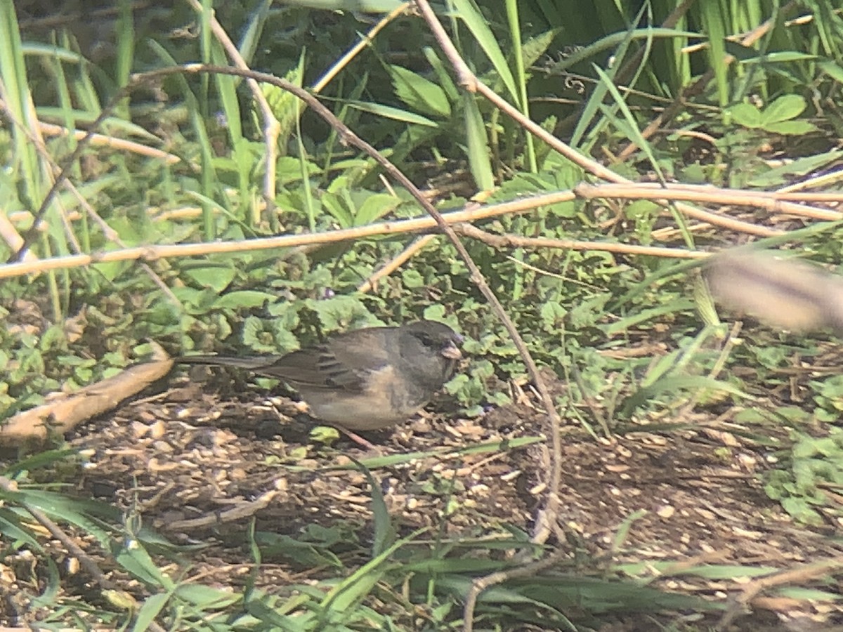 Dark-eyed Junco - ML635006698