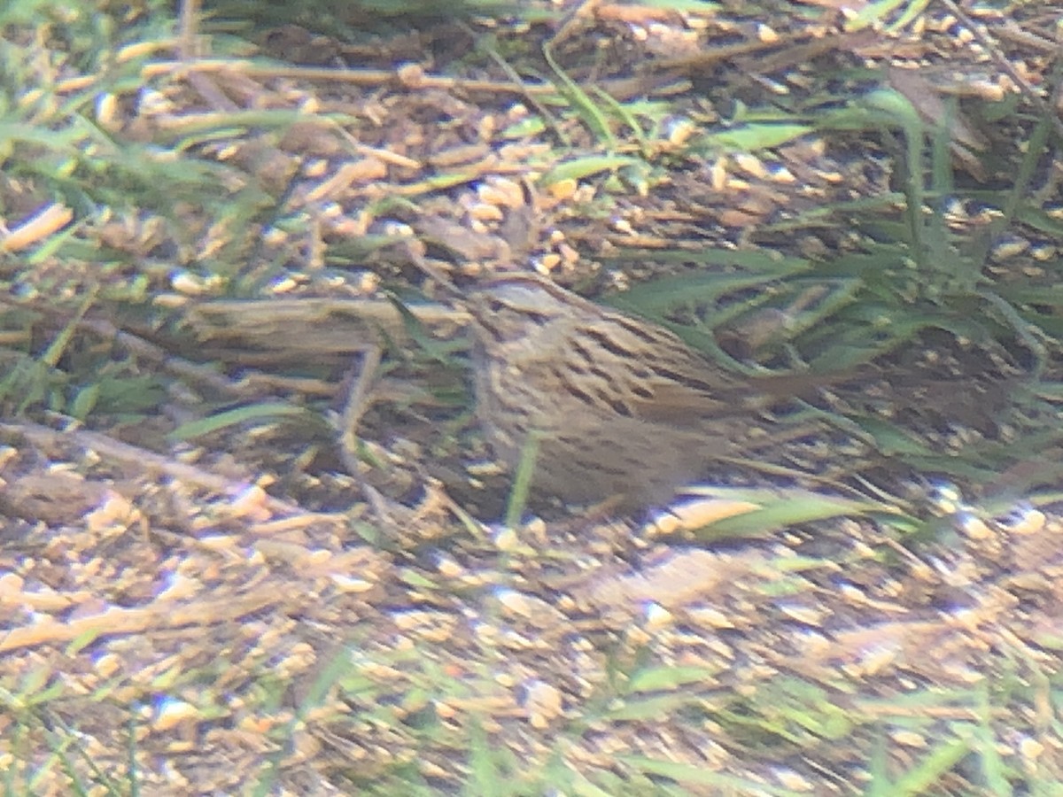 Lincoln's Sparrow - ML635006721