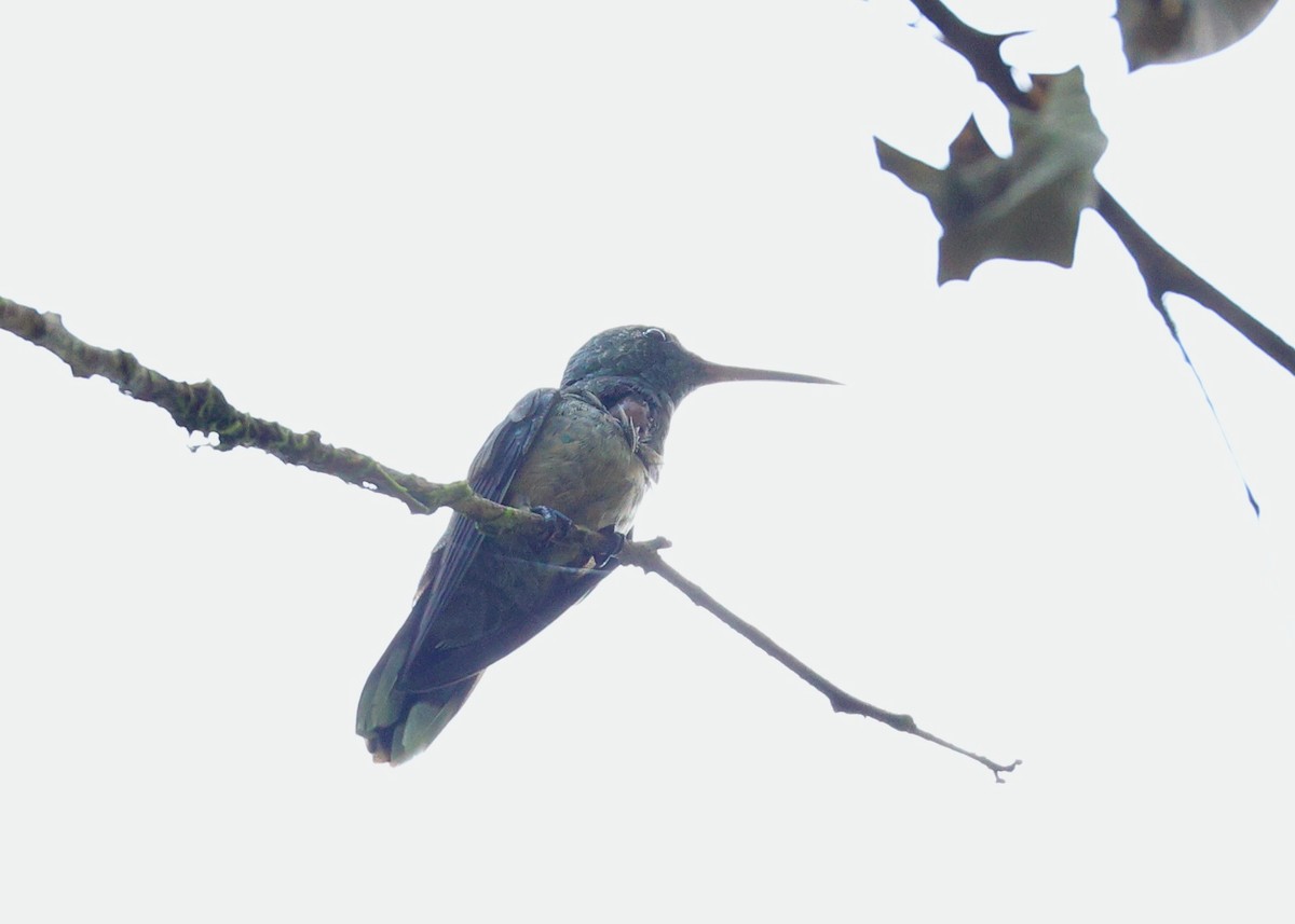 Colibri de Cuvier - ML635006730
