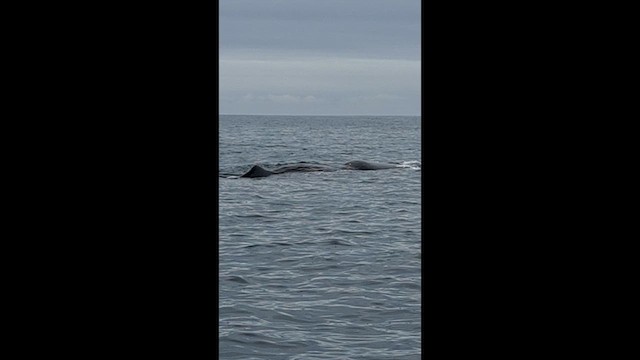 Sperm Whale - ML635006739