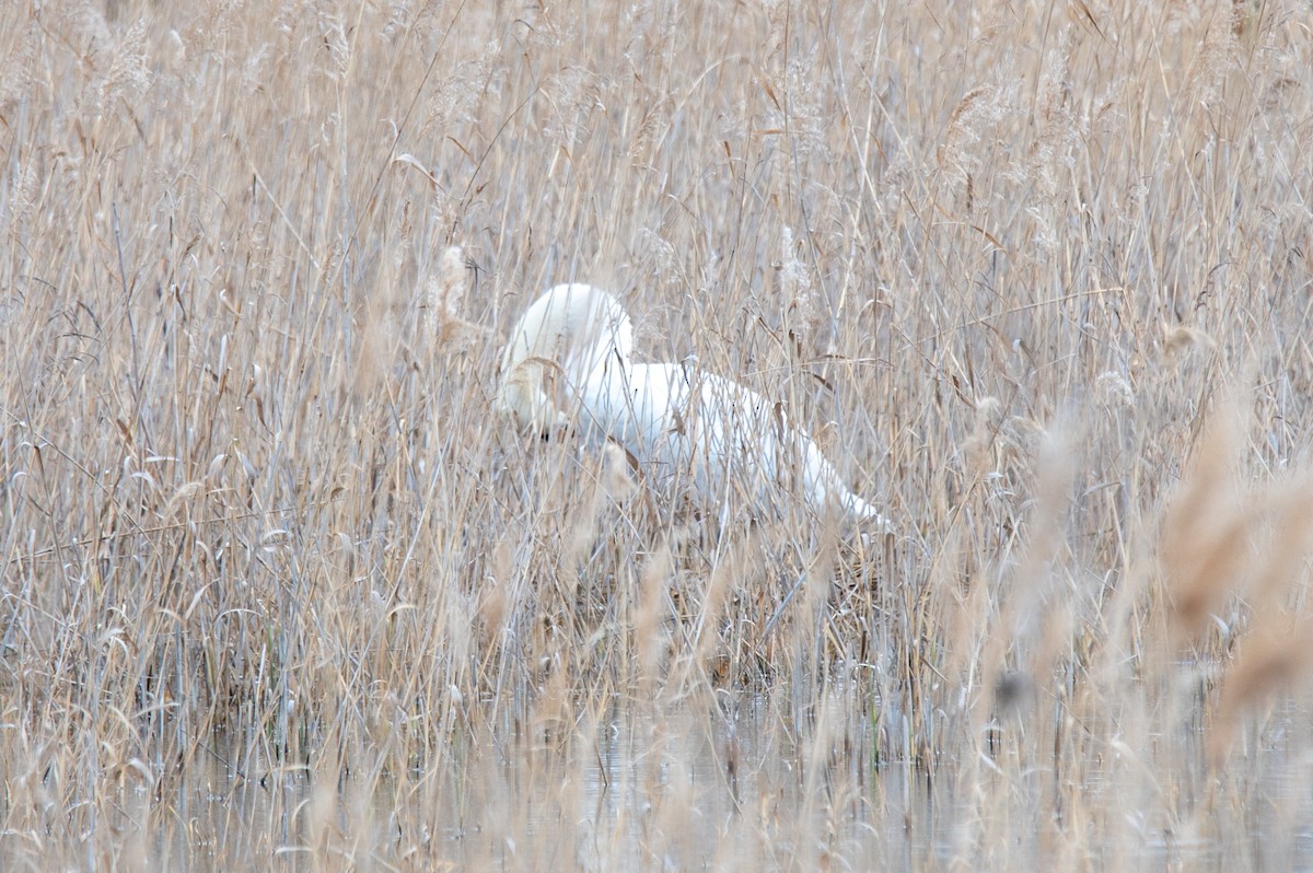 Höckerschwan - ML635006747