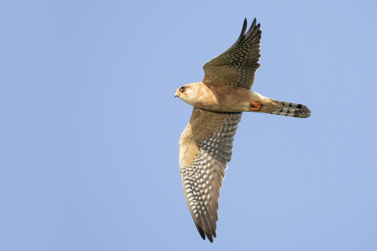 Red-footed Falcon - ML635006830