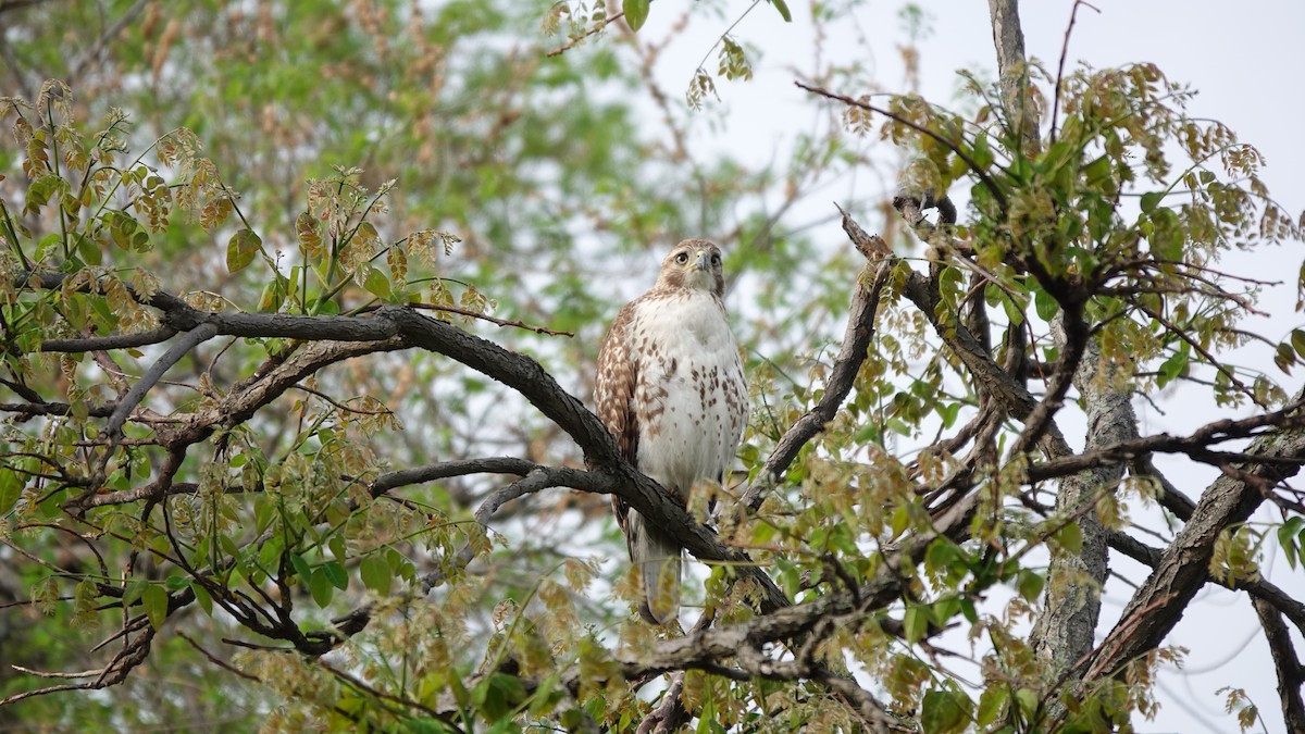 Red-tailed Hawk - ML635006833