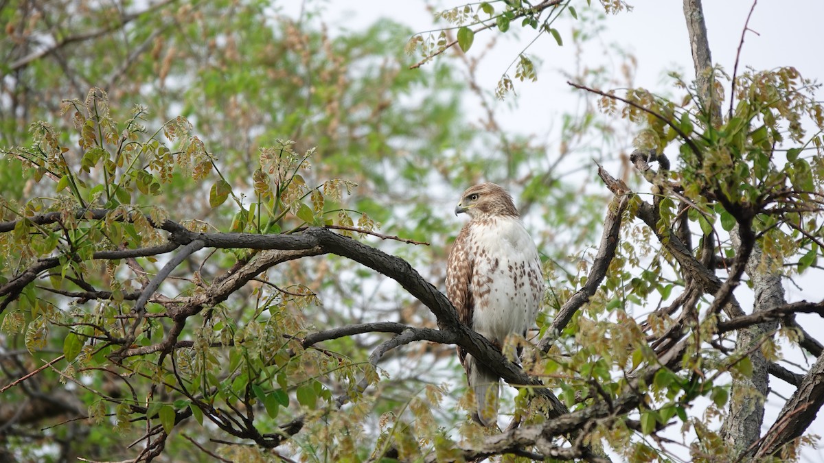 Red-tailed Hawk - ML635006835
