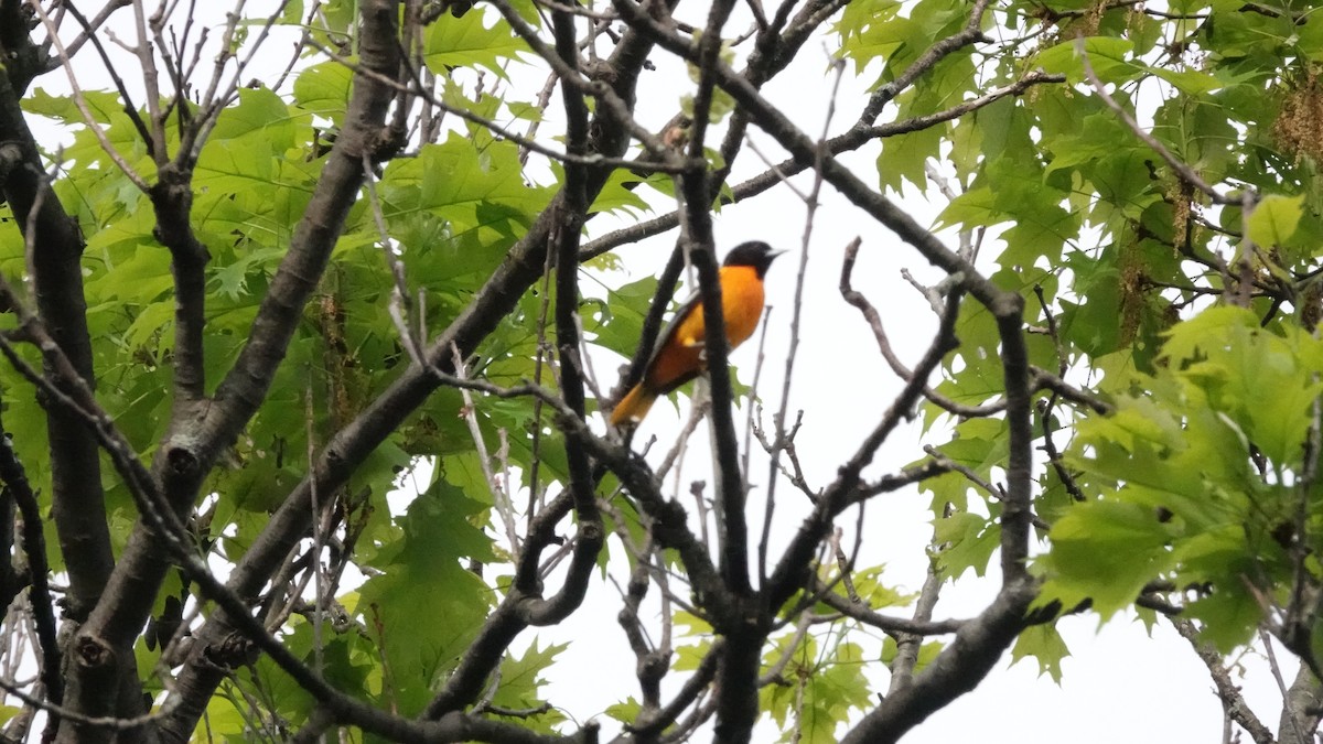 Baltimore Oriole - ML635006843