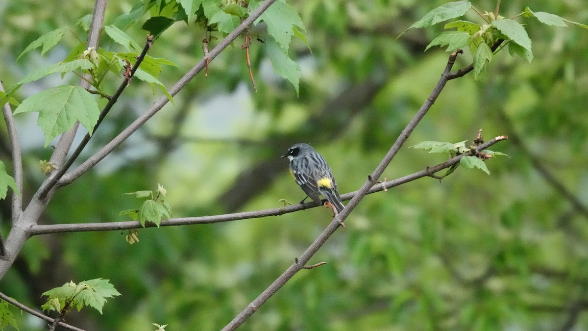 Yellow-rumped Warbler - ML635006874