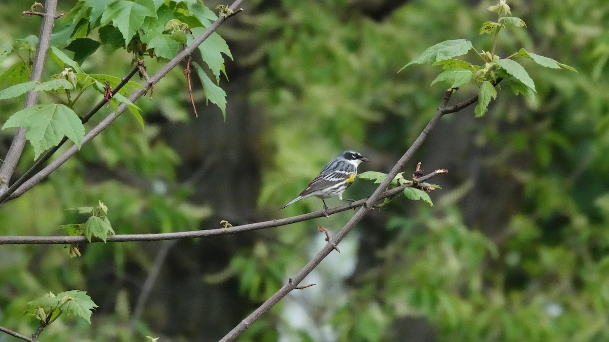Yellow-rumped Warbler - ML635006875