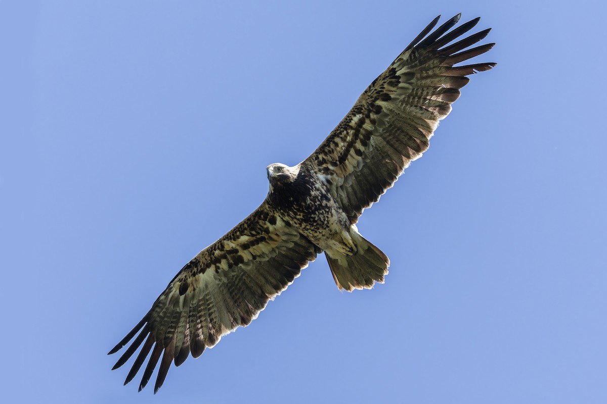 Imperial Eagle - ML635006896