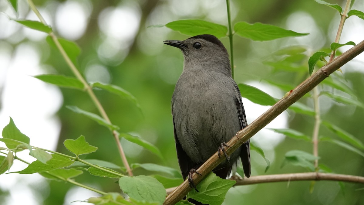 Gray Catbird - ML635006903