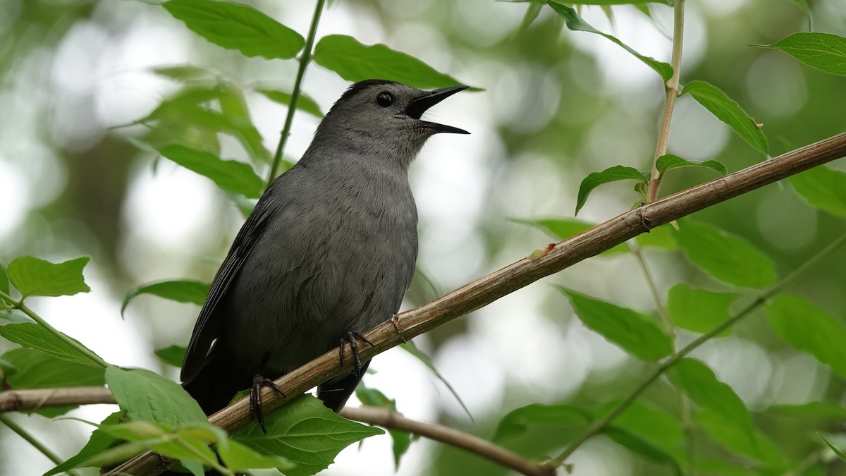 Gray Catbird - ML635006904