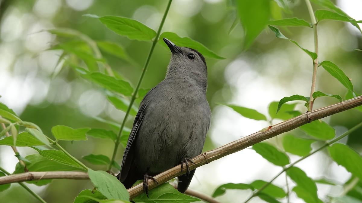 Gray Catbird - ML635006905