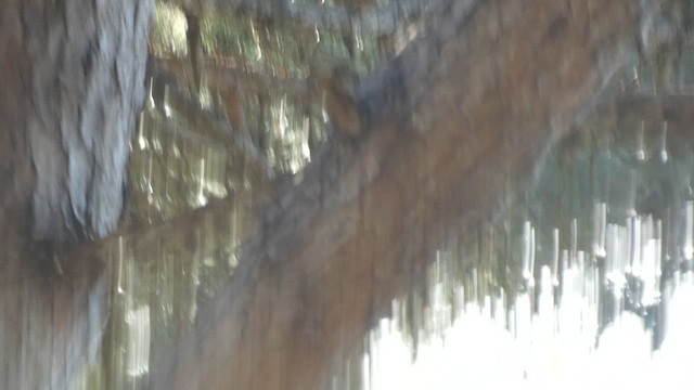Short-toed Treecreeper - ML635006919
