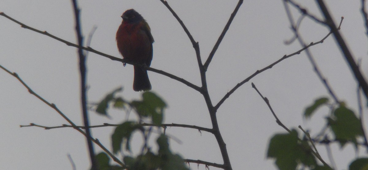 Painted Bunting - ML635006952