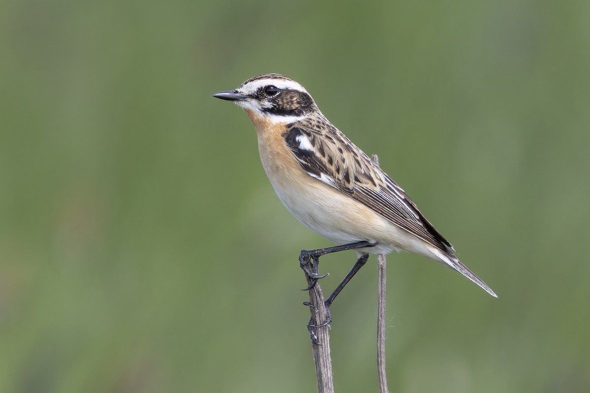 Whinchat - ML635006953