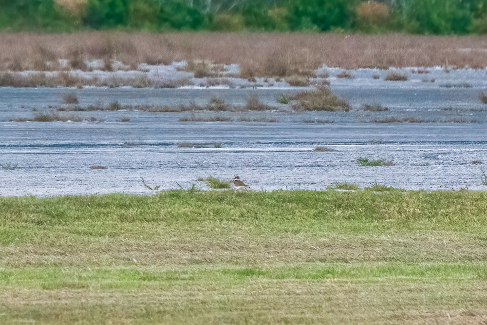 Killdeer - ML635007077