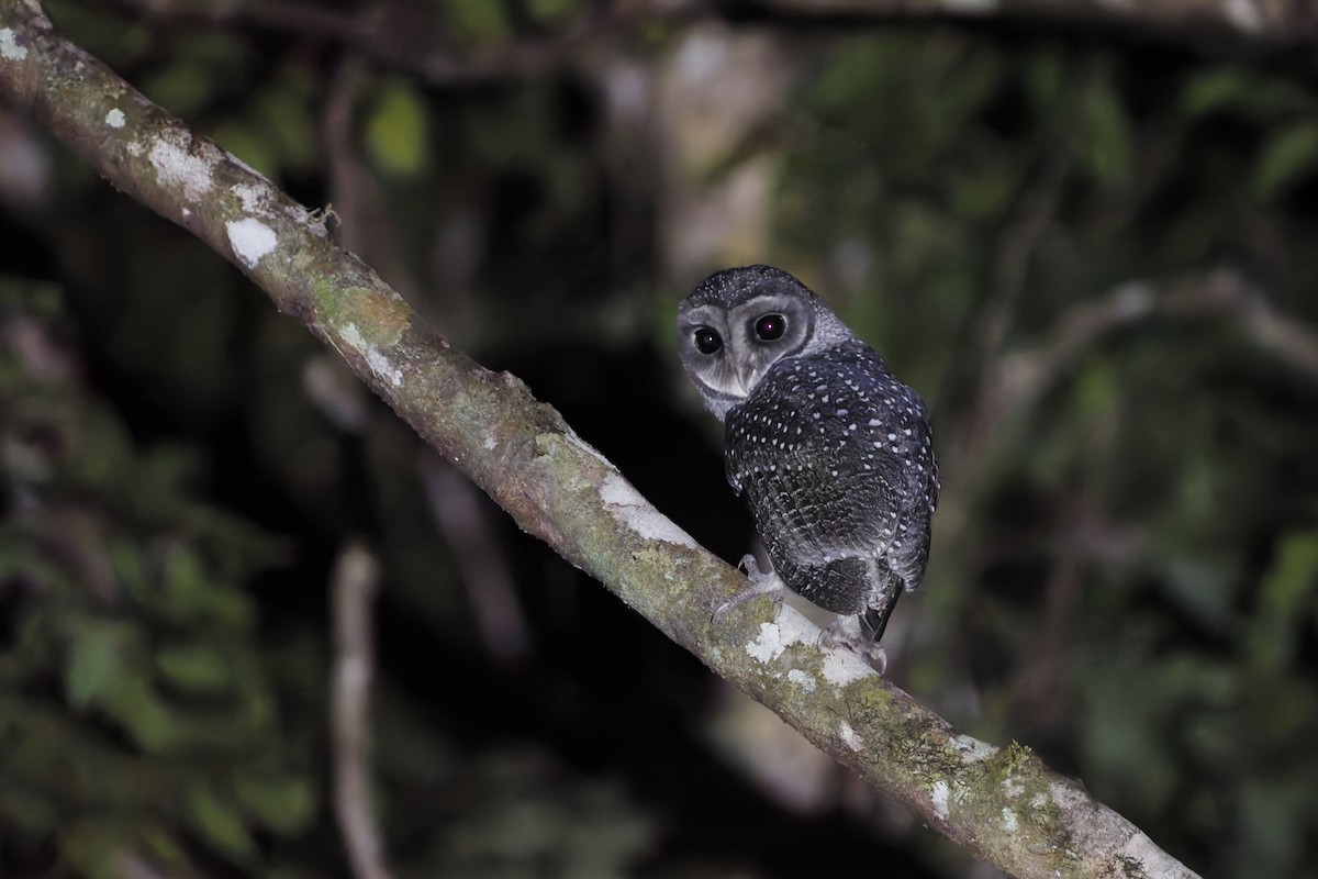 Sooty Owl - ML635007092