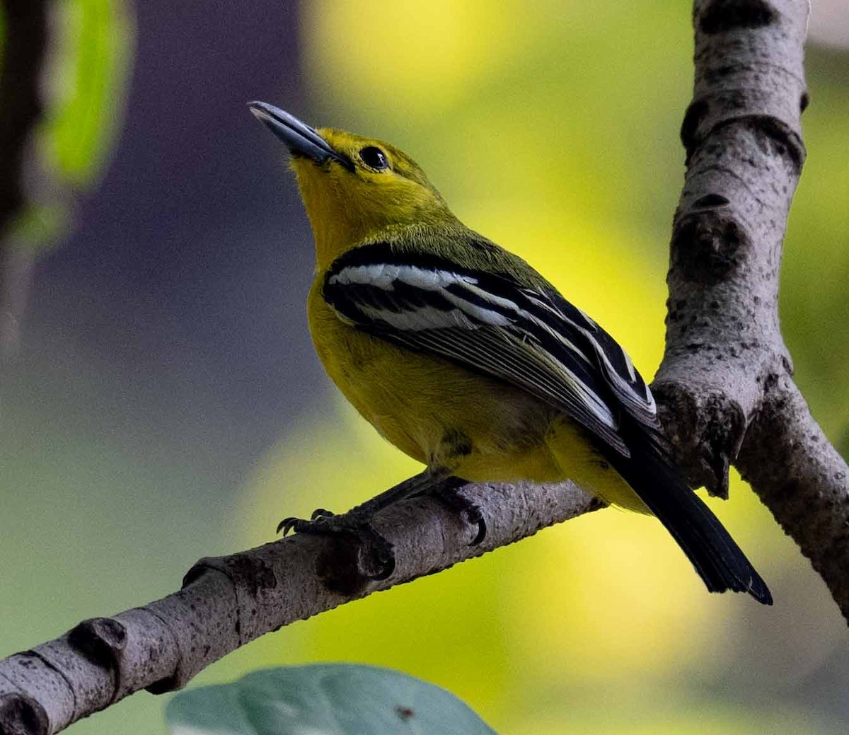 Common Iora - ML635007154
